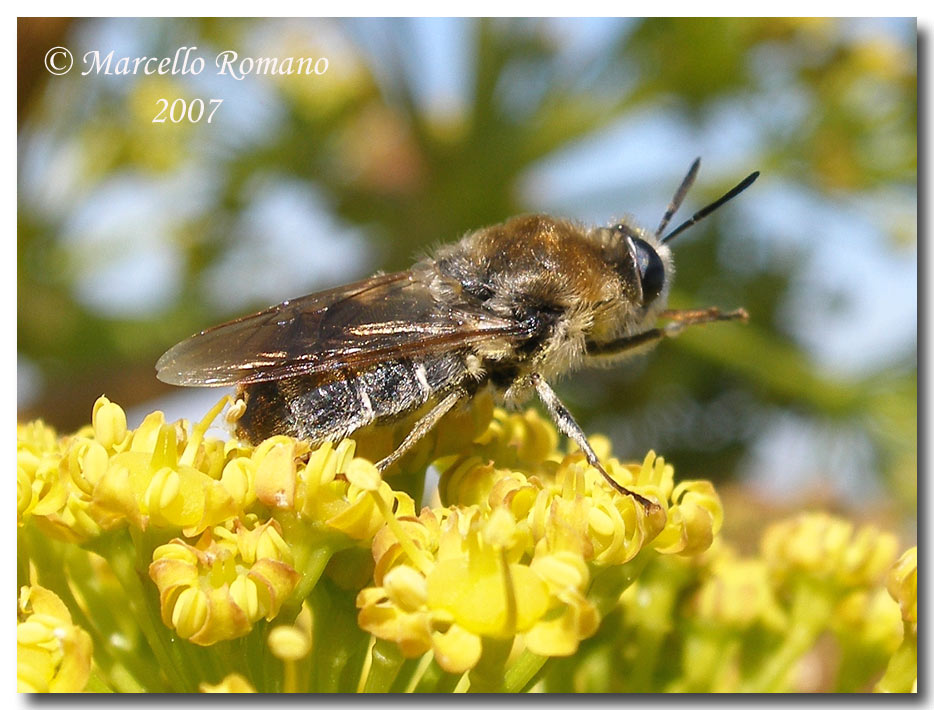 Album di ditteri fotografati in Sicilia nel 2007